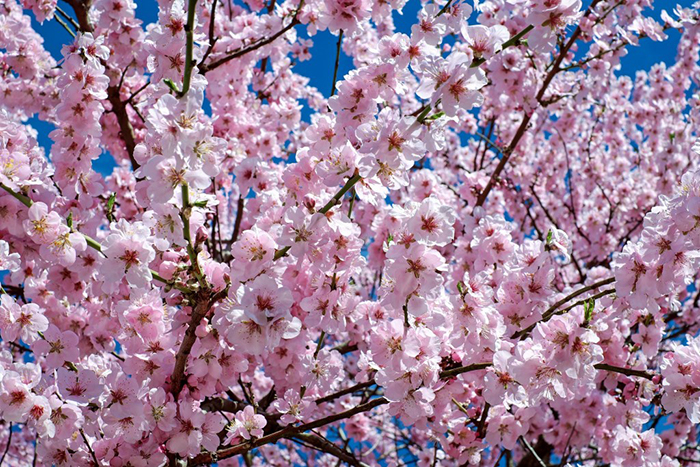 180409_flower 1_in.jpg